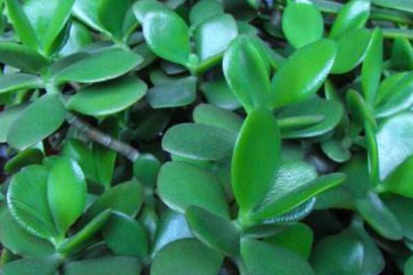 玉樹(shù)葉子干癟的原因