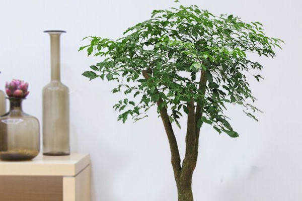 幸福樹幾天澆一次水，一般情況可7~10天澆水一次