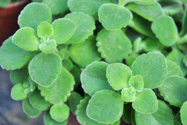 碰碰香怎么養(yǎng)殖，養(yǎng)好碰碰香最關(guān)鍵的5步