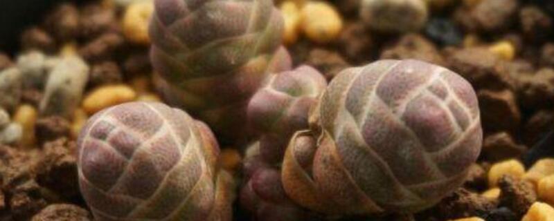 玉椿多肉怎么養(yǎng)