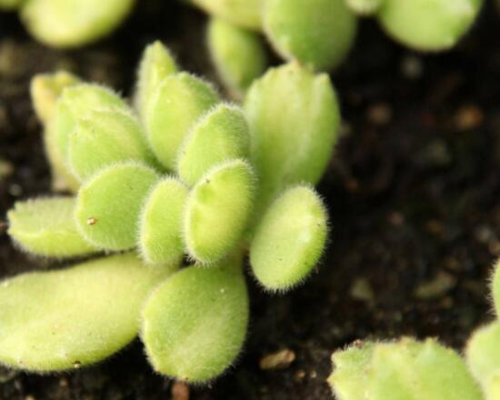 熊童子掉葉子怎么回事，三種原因以及解決方法