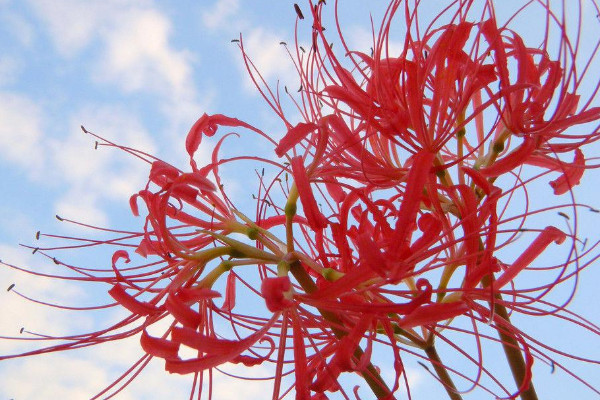 彼岸花第二年還會(huì)開花嗎