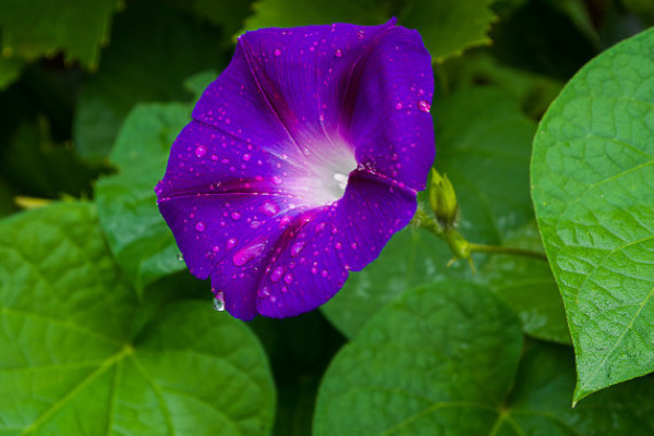 牽?；ㄒ粋€(gè)盆里種幾顆