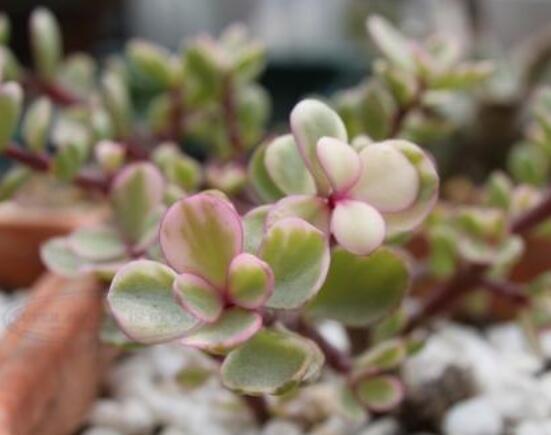 雅樂之舞的用途，盤點(diǎn)最實(shí)用四種價(jià)值