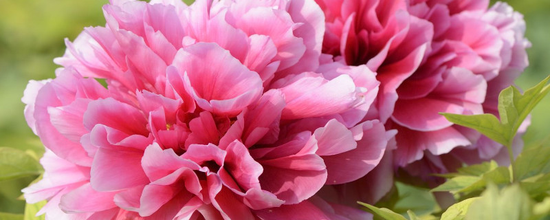 牡丹移栽后要注意事項(xiàng)