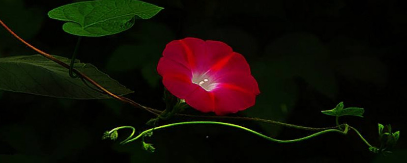 牽?；ㄈ~子黃了是怎么回事