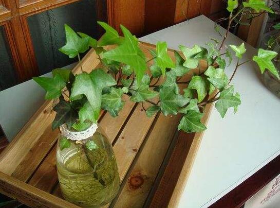 常春藤怎么水培，勤換水并且第一次要澆透營養(yǎng)液