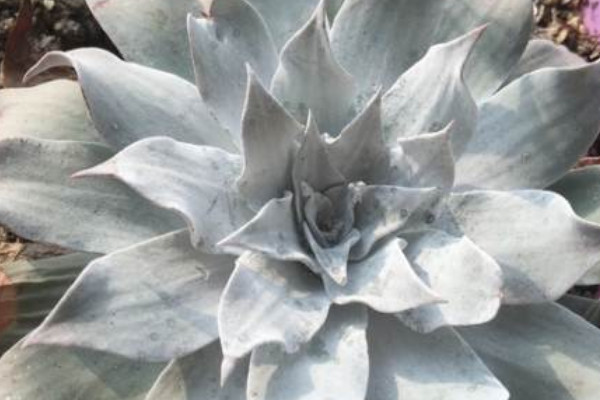 雪山多肉怎么養(yǎng)