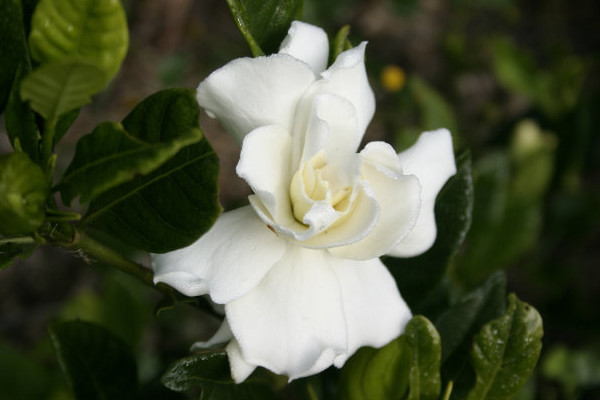 梔子花和桂花哪個(gè)香