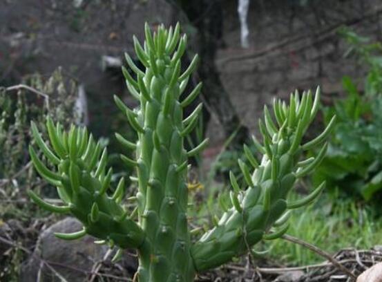 仙人掌變黃的原因是什么，四種原因以及解決方法