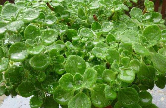 碰碰香長的太長怎么辦，及時修剪頭部/不斷進行扦插繁殖