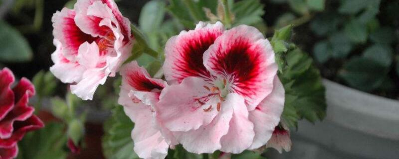 天竺葵新葉發(fā)白怎么辦