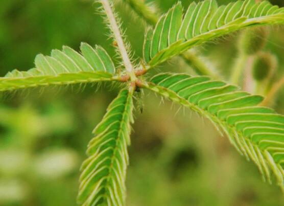 含羞草為什么會閉合，講述最科學的合理解釋(葉枕水分感應)