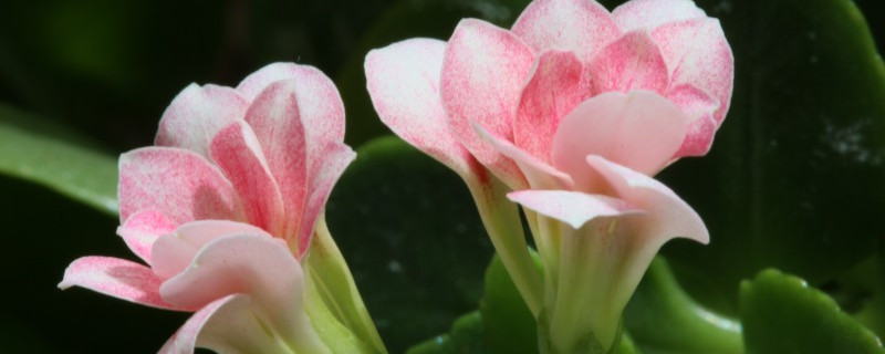 長壽花為什么不開花光長葉