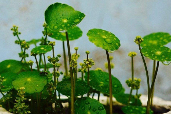 銅錢(qián)草沒(méi)有根能活嗎