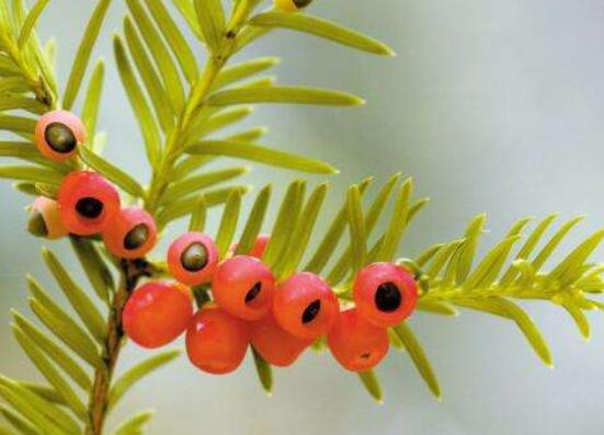 紅豆杉泡水喝的功效，防癌抗癌、增強(qiáng)免疫力、消炎抑菌