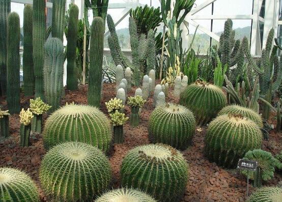 仙人掌喜歡陽光嗎，長日曬生長更健康