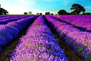 薰衣草有哪些品種，薰衣草品種圖片大全
