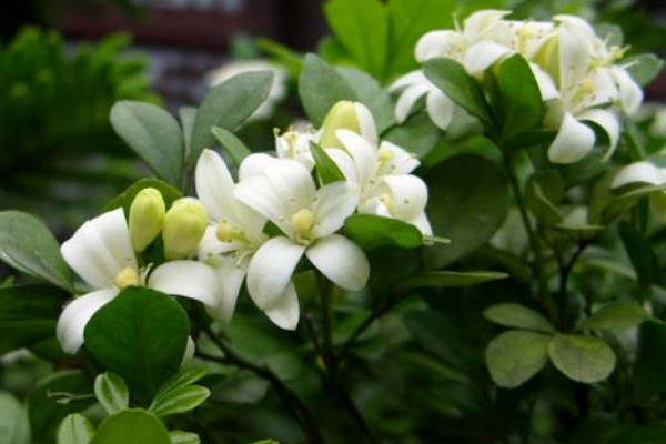 九里香如何長(zhǎng)粗，通過(guò)光照、溫度、施肥、修剪4步進(jìn)行