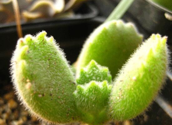 熊童子怎么養(yǎng)才能飽滿，老農總結五個重要養(yǎng)護措施