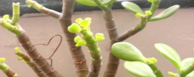 玉樹(shù)枝干爛了怎么辦