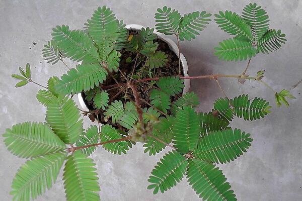 含羞草有毒嗎有什么毒，經(jīng)常接觸會導(dǎo)致脫發(fā)