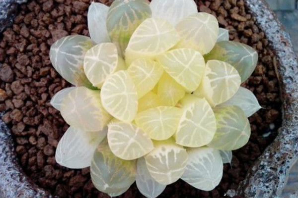 玉露小苗如何養(yǎng)護(hù)