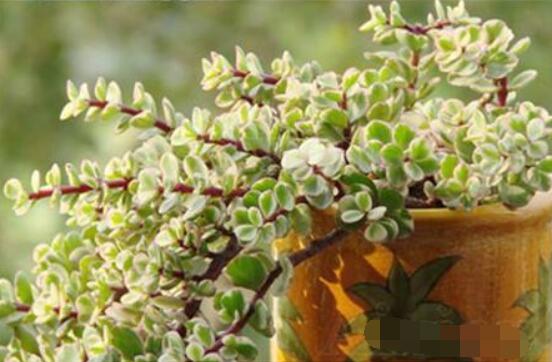 多肉植物雅樂(lè)之舞怎么養(yǎng)，注意五個(gè)要點(diǎn)一年四季常青