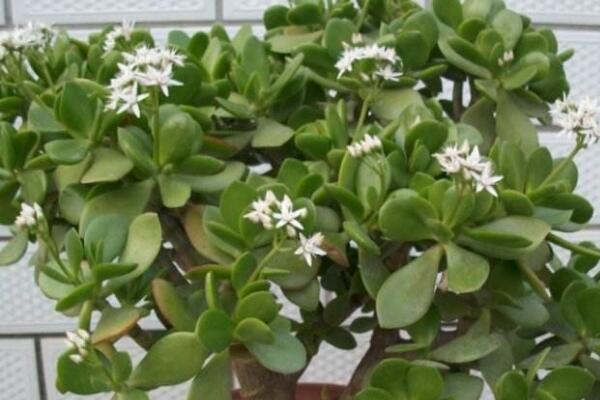 玉樹的養(yǎng)殖方法和病蟲害防治，詳細介紹四步養(yǎng)護三種病害