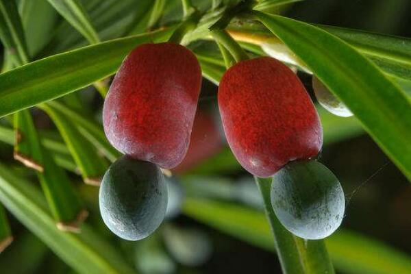 羅漢松的果實(shí)能吃嗎，果實(shí)只能吃一部分