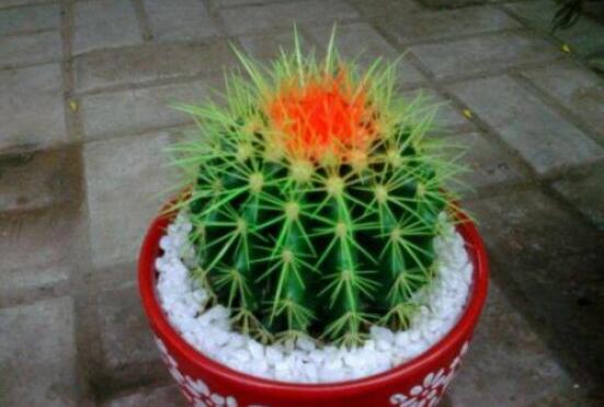 仙人球防輻射嗎，不能/只能防太陽(yáng)紫外線(光學(xué)輻射)