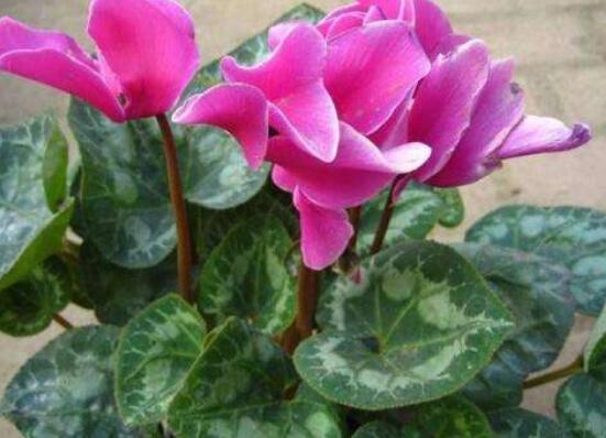 仙客來(lái)花期需施什么肥，做好薄肥少施原則(磷鉀肥為主)