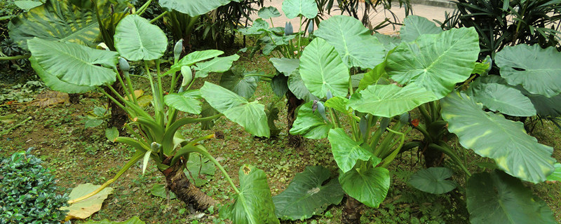 滴水觀音春天什么時(shí)候發(fā)芽