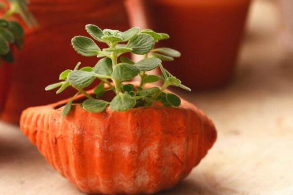 碰碰香什么時候扦插，只要溫度超過15℃就可以扦插