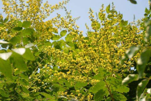 復(fù)羽葉欒樹果實(shí)能吃嗎