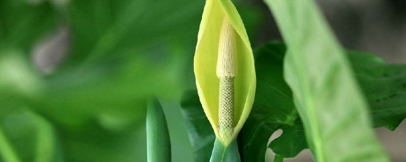 滴水觀音北方冬季能過冬嗎