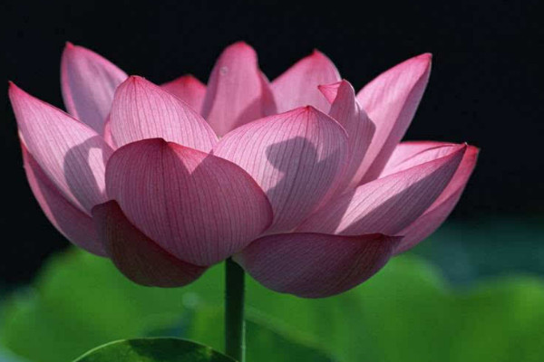 荷花不開花時(shí)是怎樣的