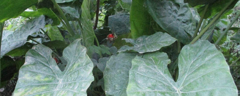 滴水觀音能長(zhǎng)多高