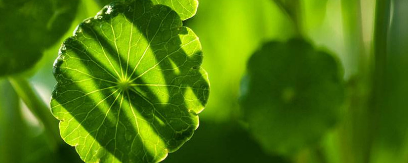 金錢草和車前草的區(qū)別