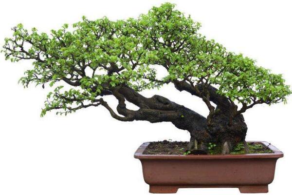 十大羅漢松品種，羅漢松常見(jiàn)品種介紹