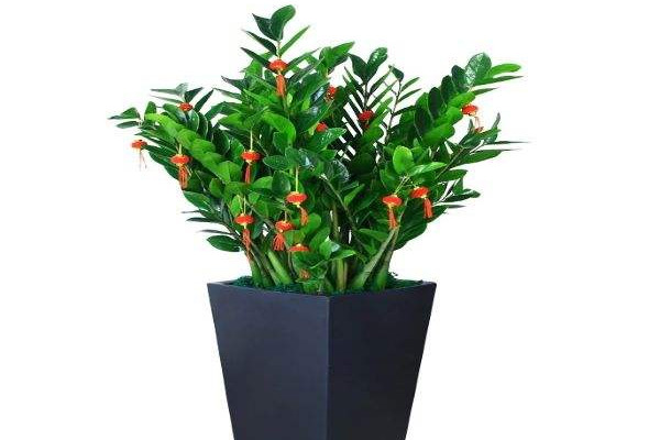 怎樣培植金錢(qián)樹(shù)的幼苗