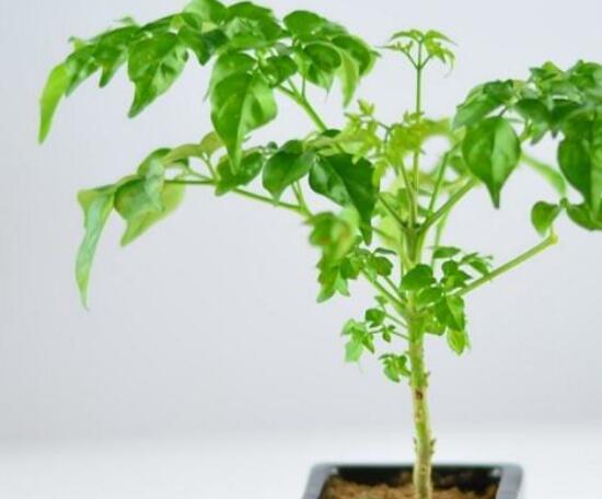 幸福樹葉子一碰就掉，教你四種原因以及解決方法