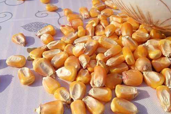 玉米發(fā)霉了曬干可以喂雞嗎