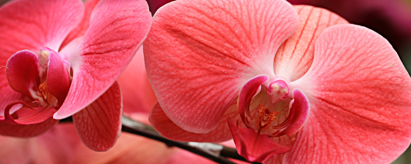 開(kāi)的特別大的蝴蝶蘭是什么品種