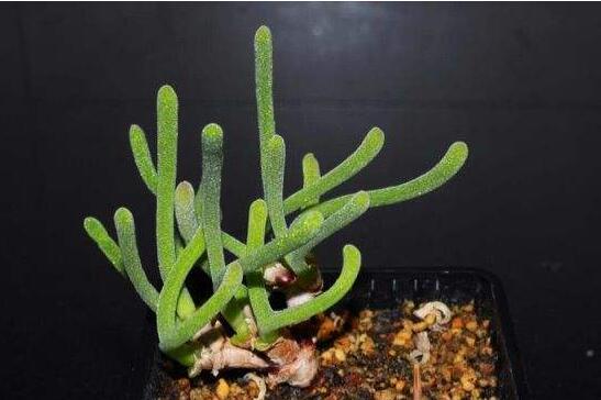 碧光環(huán)多肉怎么種，播種時間要選對