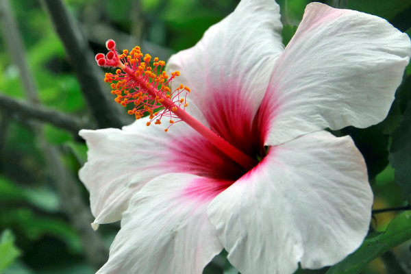 白色紫羅蘭怎么養(yǎng)