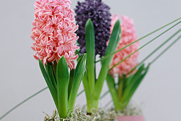 南方風(fēng)信子什么時(shí)候種