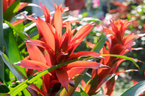 鴻運當(dāng)頭花喜陰還是喜陽