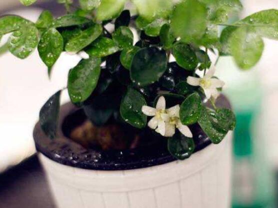 九里香的養(yǎng)殖方法水培，教你四個(gè)步驟水培爆盆
