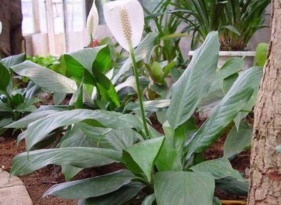 一帆風(fēng)順土培改水培，做好這六大要點(diǎn)即可快速水培生根